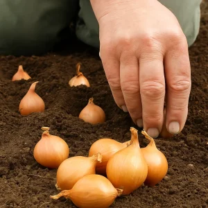 Sjalottløk 'Yellow Moon' | 500 gram setteløk