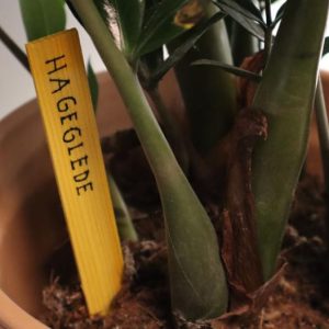 Merkepinne i tre | 12 cm | Pakke á 50 stk.