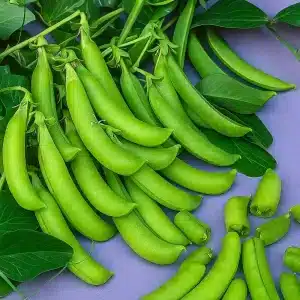 Sukkerert 'Cascadia' | Storforpakning | 1000 frø