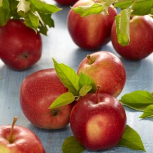 Epletre 'Summerred' | Plante i 10L-potte