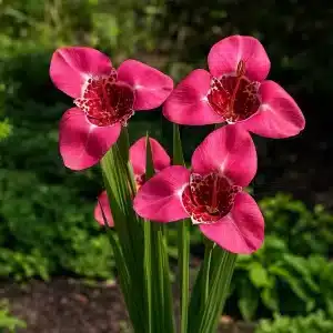 Rosa tigerblomst | 10 knoller