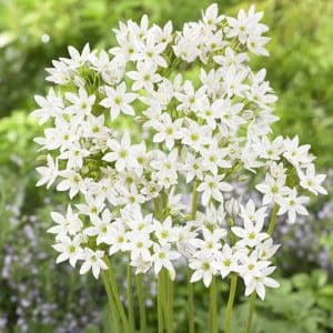 Triteleia hyacinthina | 25 knoller