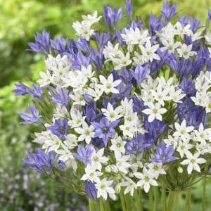 Triteleia | Blå og hvit fargemiks | 100 knoller