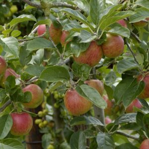 Epletre 'Santana' | Plante i 10L-potte