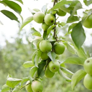 Epletre 'Transperente Blanche' | Plante i 10L-potte