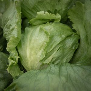 Isbergsalat 'Great Lakes 118'