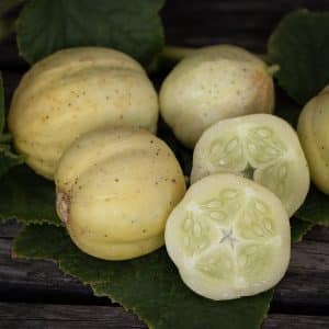 Epleagurk 'Lemon' | Kulturarv-sort