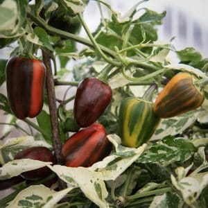 Paprika 'Madame Paraplü'