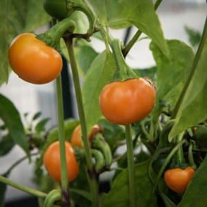 Kirsebærpaprika 'Orange Koral'