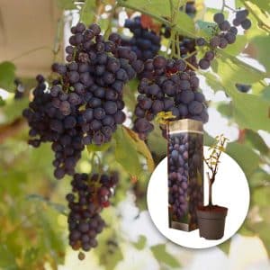 Blå vindrue 'Boskop Glorie' | Plante i 9cm-potte
