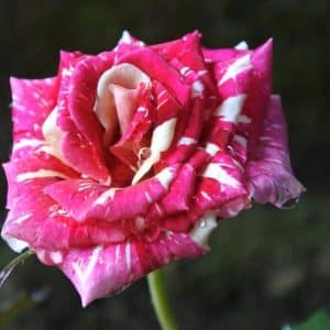 Historisk Rose 'Ferdinand Pichard' | 1 barrotsrose