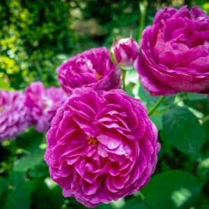 Historisk Rose 'Rose de Rescht' | 1 barrotsrose