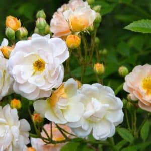 Historisk Rose 'Ghislaine de Feligonde' | 1 barrotsrose