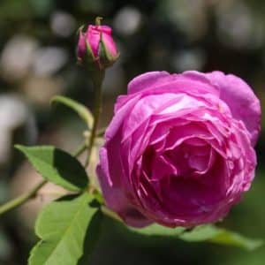 Historisk Rose 'Comte de Chambord' | 1 rose på barrot