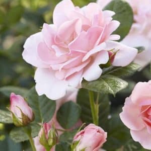 Klaserose 'Astrid Lindgren' | 1 rose på barrot