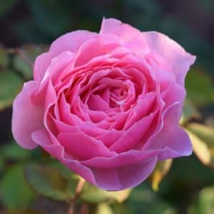 Klaserose 'Bonica 82' | 1 barrotsrose