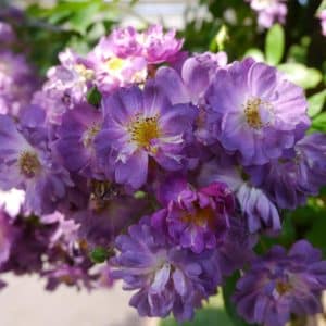 Klatrerose 'Veilchenblau' | 1 barrotsrose