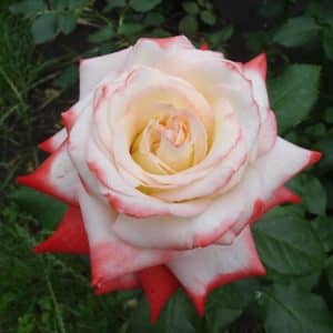 Stilkrose 'Nostalgie' | 1 rose på barrot