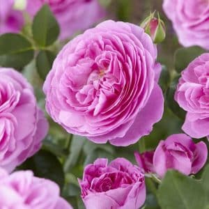 Buskrose 'Louise Odier' | 1 barrotsrose