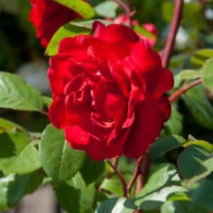 Klaserose 'Allotria' | 1 barrotsrose