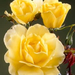 Klatrerose 'Golden Showers' | 1 barrotsrose