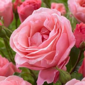 Buskrose 'Queen Elizabeth' | 1 rose på barrot