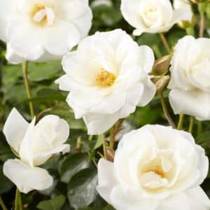 Klaserose 'Schneewittchen' | 1 rose på barrot