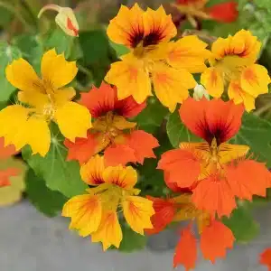 Tropaeolum majus 'Honolulu'