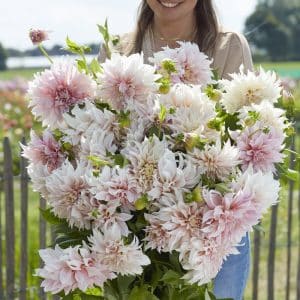 Dahlia 'Café au Lait' | 1 georgineknoll