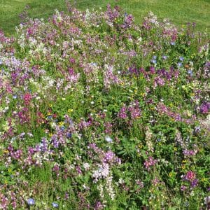 Blomster til bunndekke | 200 gram | Frøblanding for blomstereng
