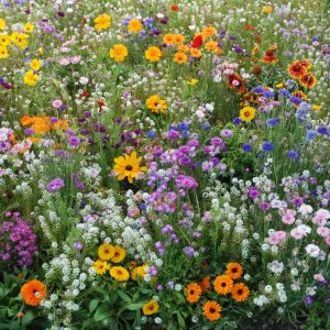 Glødende fargemiks | 20 gram | Frøblanding for blomstereng