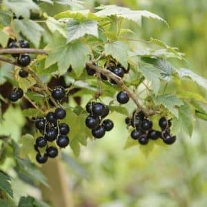 Solbær 'Titania' | Plante i 9cm-potte