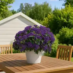 Vaniljeblomst | Plante i 9cm-potte