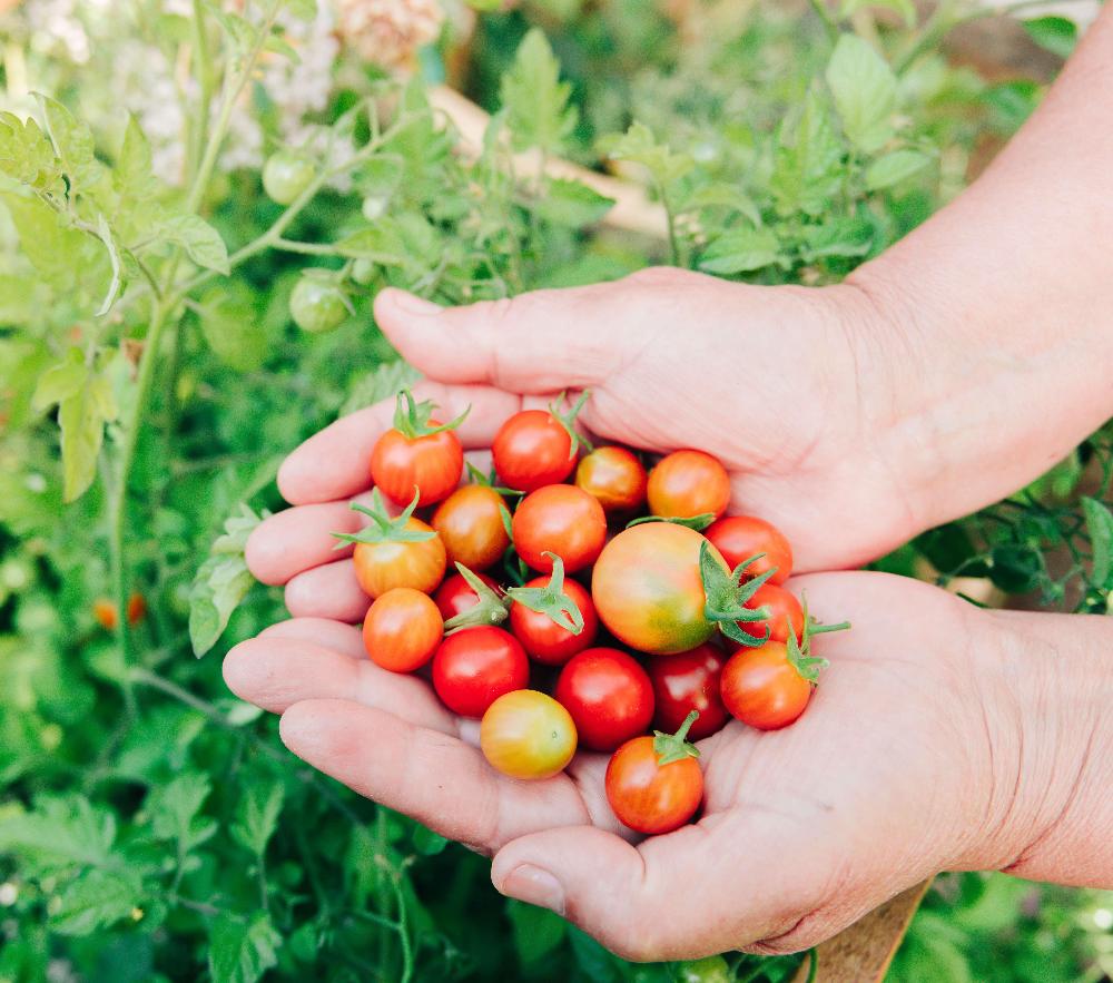 Frø til spiselige vekster