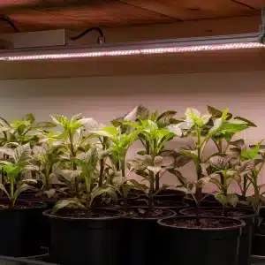 Horti-Sky | Fullspektrum LED-vekstlys | 150 W | IP65