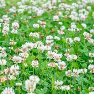 Hvitkløver - Pakke á 250 gram