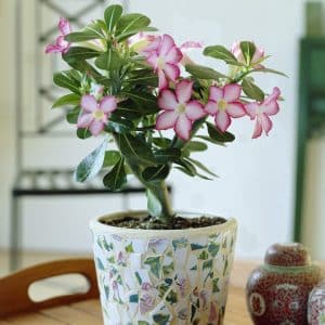 Ørkenrose | Plante i 9cm-potte