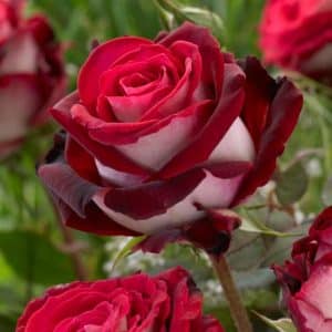Tehybrid-rose 'Osiria' | 1 barrotsrose