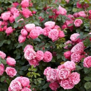 Klaserose 'Leonardo da Vinci' | 1 barrotsrose