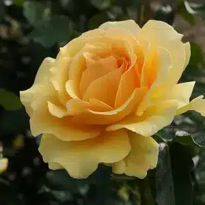 Klaserose 'Amber Queen' | 1 rose på barrot
