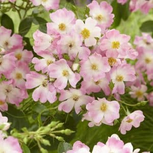 Buskrose 'Ballerina' | 1 barrotsrose