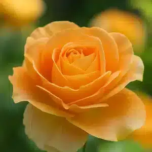 Stilkrose 'Candlelight' | 1 rose på barrot