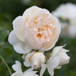 Klatrerose 'Claire Austin' | 1 barrotsrose
