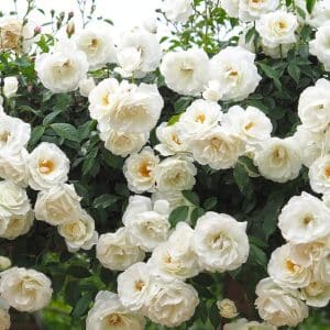 Klatrerose 'Climbing Iceberg' | 1 barrotsrose