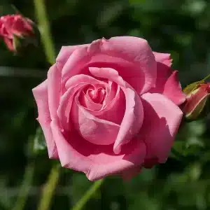 Klatrerose 'Coral Dawn' | 1 rose på barrot