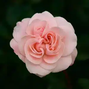 Klaserose 'Dronning Margrethe' | 1 rose på barrot