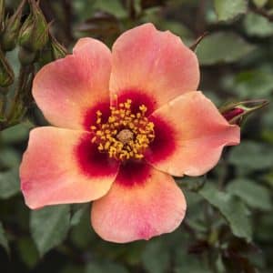 Buskrose 'For Your Eyes Only' | 1 barrotsrose