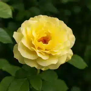 Klaserose 'Friesia' | 1 rose på barrot