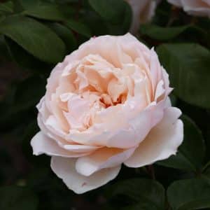 Klatrerose 'The Generous Gardener' | 1 barrotsrose