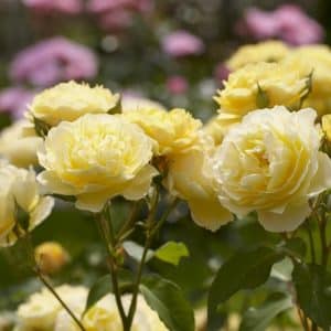 Buskrose 'Graham Thomas' | 1 barrotsrose